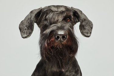 Black schnauzer with brown eyes