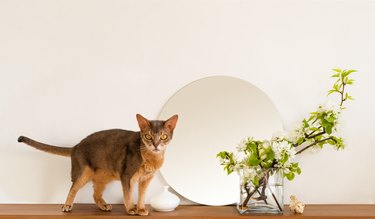 Cat white living room minimalist interior shelf mockup. Decoration living interior. Cozy interior round mirror flowers