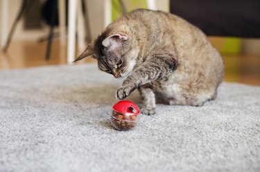 Fat tabby cat is playing, pushing   with a paw slow feeder ball with dry food inside, trying to take out a crunch.