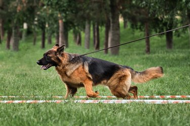 Large shepherd dog on tight leash.