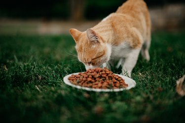 Cat eating food outside