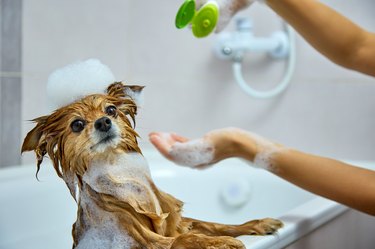 Owner of a German Spitz pours dog shampoo for bathing his pet in white bathroom