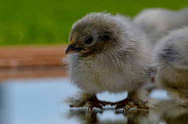 2 day old Lavender Pekin Bantam chickens