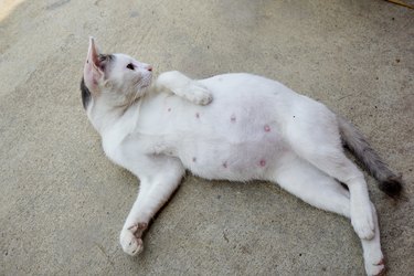 cat lay down relaxing on the ground
