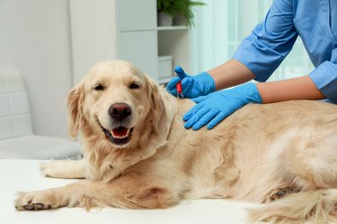 Veterinarian taking ticks off dog