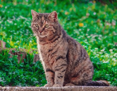 Portrait of cat sitting on field