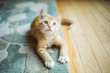 Cute Little Kitten on rug looking up