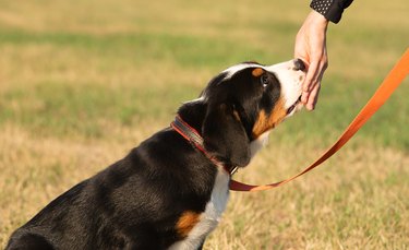 Cute puppy on a leash in grass
