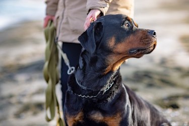 An unknown girl in a jacket stands on the beach near the sea and scratches a Rottweiler dog behind her ear