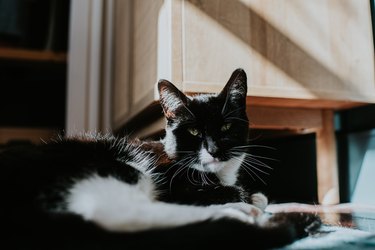 A relaxed black and white cat lies on her side