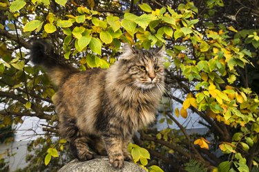Close-up of a Norwegian Forest cat