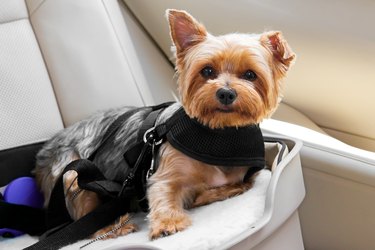 Cute dog secured in car seat
