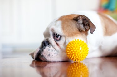 close up  dog  with plastic ball