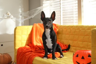 Black dog with orange blanket and Halloween treat bucket on a sofa indoors.