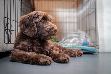 Relaxed puppy dog in front of crate or dog kennel.