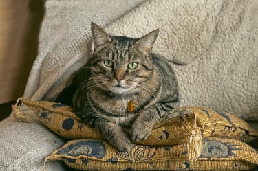 Beautiful tabby cat sitting on two cushions