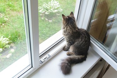 Kitten looking at a backyard through a window.