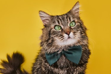 Funny cat in bow tie and glasses sitting on yellow background