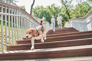 Beagle dog running down the stairs at the morning jogging with his owners at the fresh air