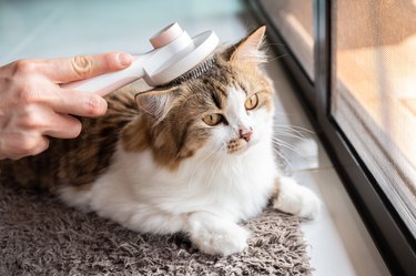 Cat owner using a brush for keep their hair from becoming tangled or matted.
