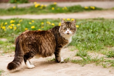 Portrait of pregnant cat walking on the lawn