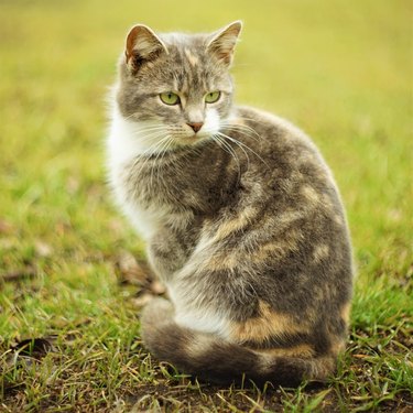 Lovely tricolor kitty rest on the green grass in foggy garden.