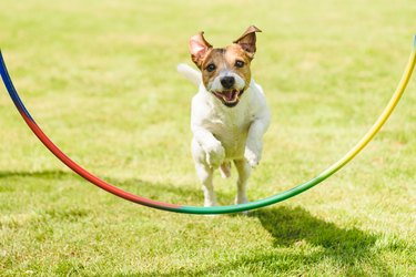happy little jack russell terrier dog jumping through a colorful hula hoop