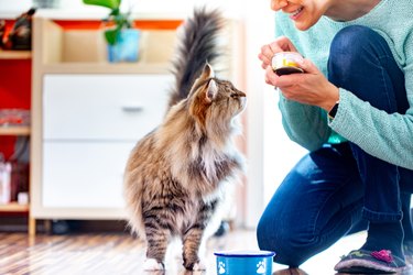 Adult Woman Feeding Her Siberian Cat