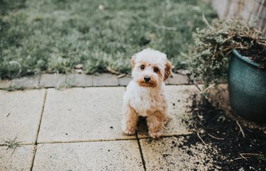 Small cute dog outdoors digging in flower pot