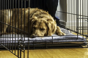 Female Golden Retriever Sleeps on Her Stomach  in Open Crate on Gray Blanket