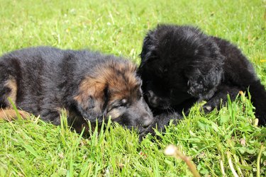2 puppies on grass