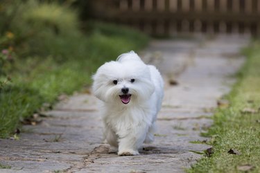 Cute small white dog running outside