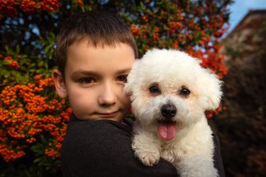 Portrait of a boy with a dog breed Maltese. Child and animal. Pastime. A pet in the family.