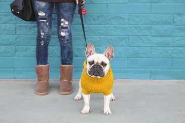 Portrait of French bulldog wearing yellow knit pullover