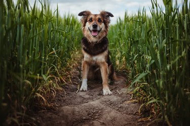 Portrait of dog in the cornfield
