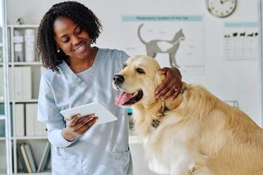 A veteterinarian examining a dog.