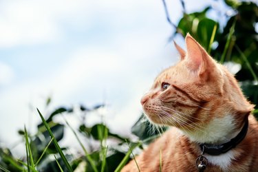 Gorgeous red ginger cat exploring in a garden with a blue sky in the background.