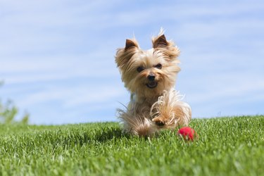 whats the difference between toy and teacup yorkies