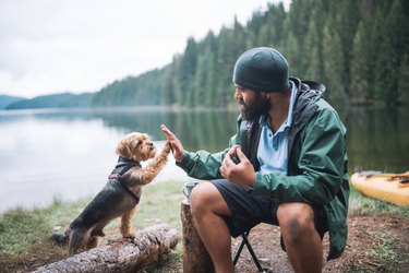 Young bearded man and his dog giving high five to one another at camping