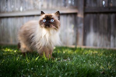 Himalayan cat outdoors