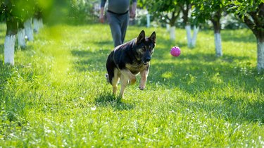 German shepherd dog playing with a toy on the grass