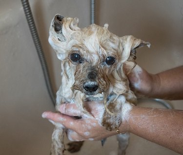 Portrait of a yorkshire terrier taking a bath and his face covered in foam