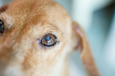 Close up of a brown dog