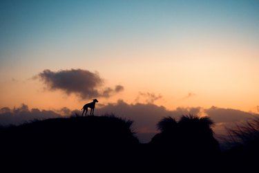 Dog at sunset