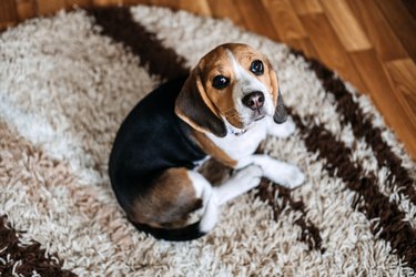 Beagle on brown rug appearing unwell.