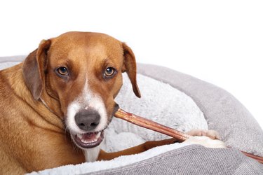 Happy dog with chew stick in mouth while looking at camera.