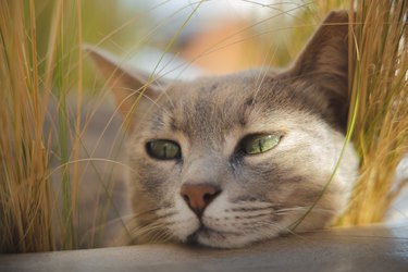 Tan cat looking into the distance