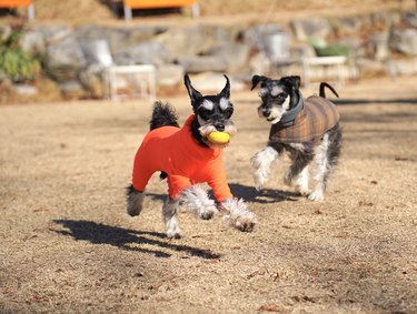 Two dogs Miniature Schneuzer are playing ball