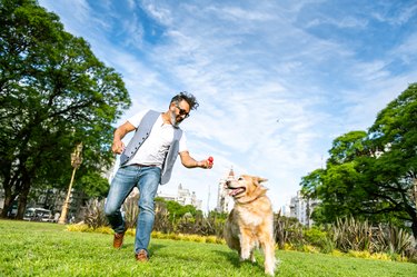 Mature man training golden retriever