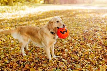 Golden retriever holding a pumpkin-shaped basket in their mouth and standing in fall leaves.